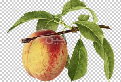 Borchin-ir-a peach fruit on the branch_png عکس میوه هلو به همراه شاخه و برگ درخت هلو با فرمت png2