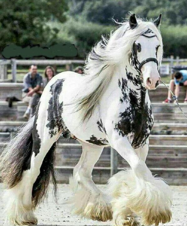 عکس/ زیباترین اسب جهان در کتاب گینس – شفقنا زندگی