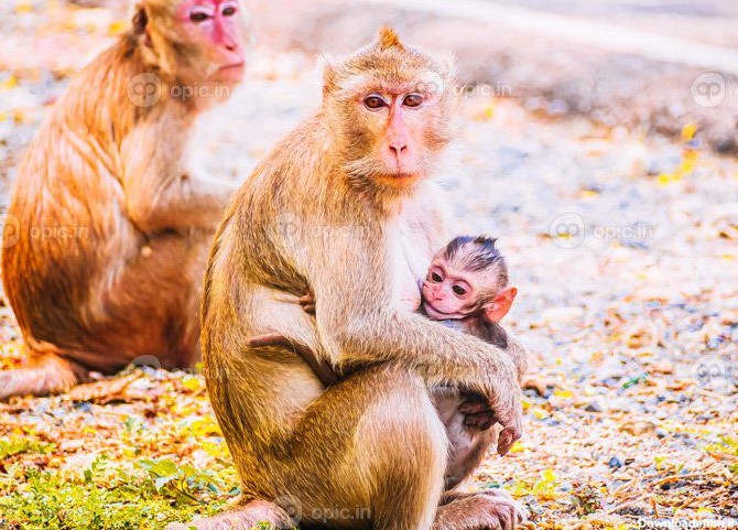 دانلود عکس خانواده میمون و مادر و نوزاد حیوانات حیات وحش در طبیعت ...