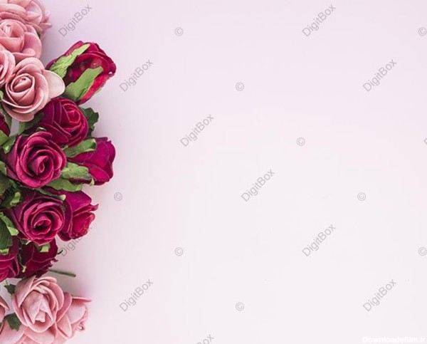 بک گراند ساده با گل های رز - دیجیت باکس - DigitBox