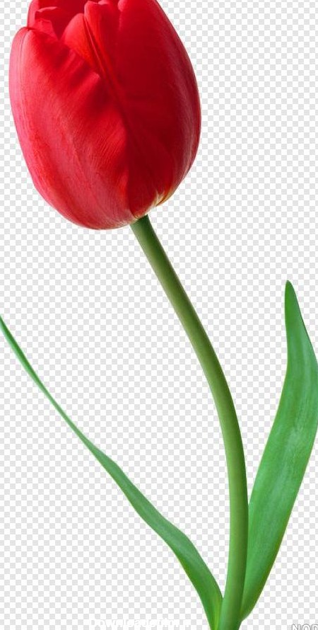 عکس گل لاله قرمز
