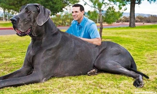 قوی‌ترین و بزرگ‌ترین سگ های جهان و ایران از کدوم نژادن؟