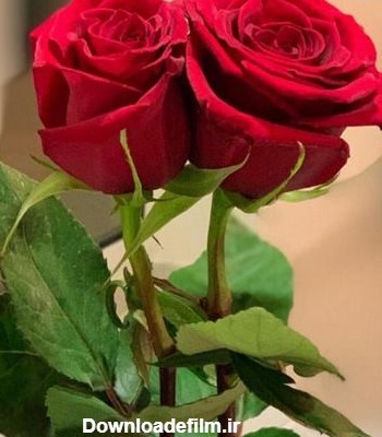 عکس گل زیبا برای واتساپ