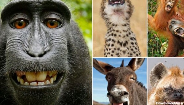 تصاویری جالب از لحظات بامزه و خنده‌دار حیوانات/ ویدئو