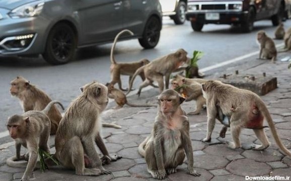 جشنواره عجیب بوفه میمون‌ها (+عکس)