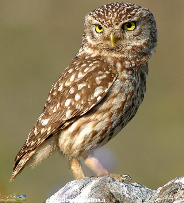 عکس جغد قهوه ای brown owl