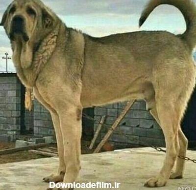 عکس سگ عراقی - عکس نودی