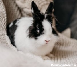 اصول و روش نگهداری خرگوش در منزل