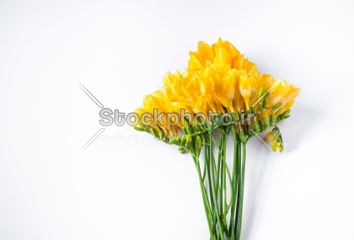 گل زرد در گلدان - گل ها - طبیعت - استوک فوتو - خرید عکس و فروش عکس ...