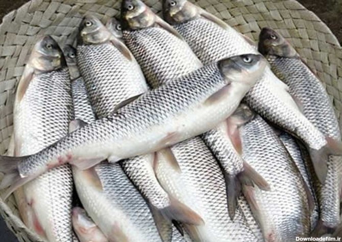 ماهی سفید - زودفیش - خرید ماهی - فروش اینترنتی ماهی - فیله ماهی سفید