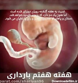 تصویر جنین انسان در هفته های مختلف بارداری
