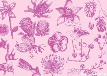 دانلود مجموعه وکتور گل های عجیب و غریب برای پروژه های گیاه شناسی شما انتشارات عشق و جشن و یا موضوعات باغبانی در طرح های شما