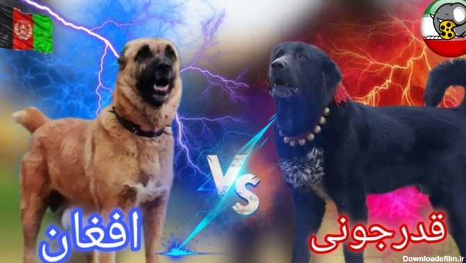 فیلم | سگ قدرجونی یا سگ جنگی افغان؟ مقایسه سگ جنگی افغان با ...
