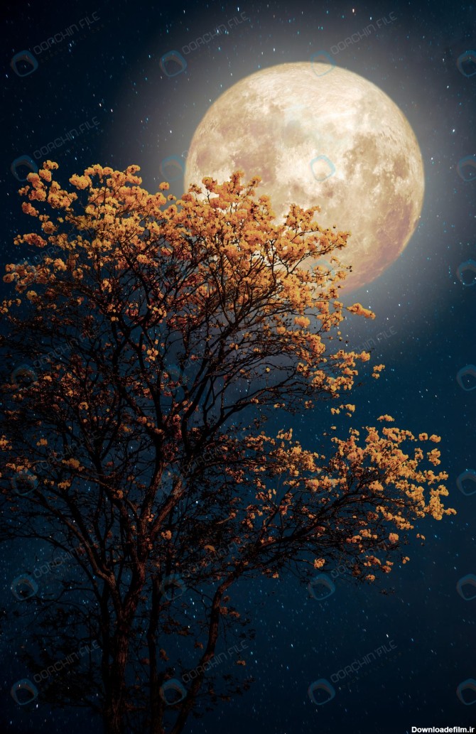 عکس منظره ماه با درخت پر شکوفه - مرجع دانلود فایلهای دیجیتالی