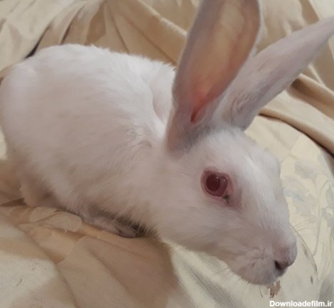معرفی 10 مورد از نژاد های خرگوش خانگی در دنیا (+عکس)