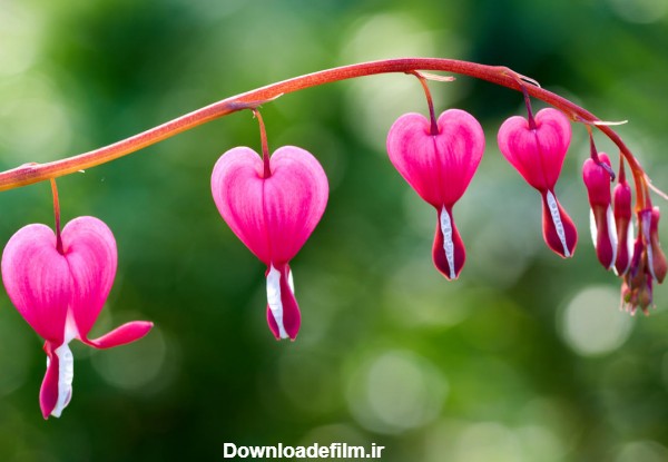 عکس زیبا و جالب از گل قلب خونین مریم صورتی