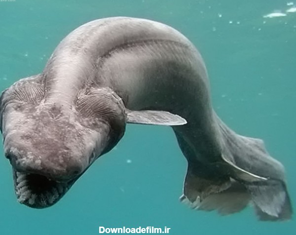 عجیب ترین موجودات اعماق دریا deep sea fish