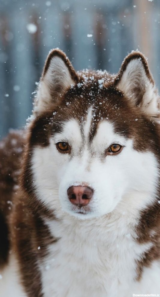 مجموعه دیدنی از 50 عکس سگ هاسکی برای پس زمینه موبایل با کیفیت بالا