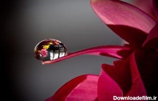 چگونه از قطرات آب بر روی گل عکاسی کنیم!؟ - (دوبله فارسی) | دیدنگار
