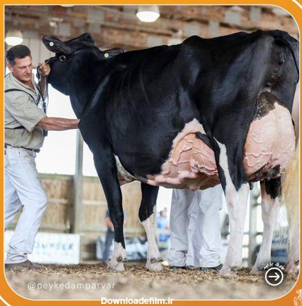 عکس گاو پر شیر