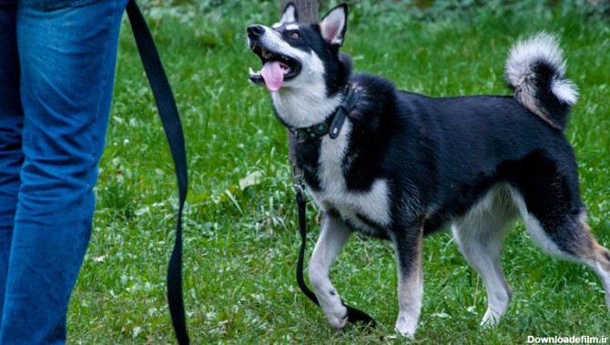 تربیت سگ میکس ژرمن هاسکی - دهکده حیوانات