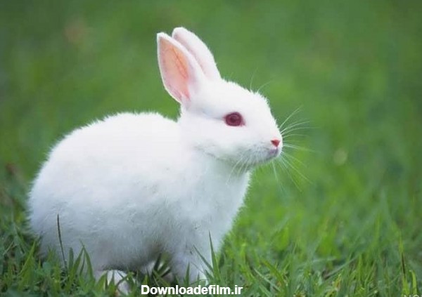 عکس خرگوش در طبیعت - عکس نودی