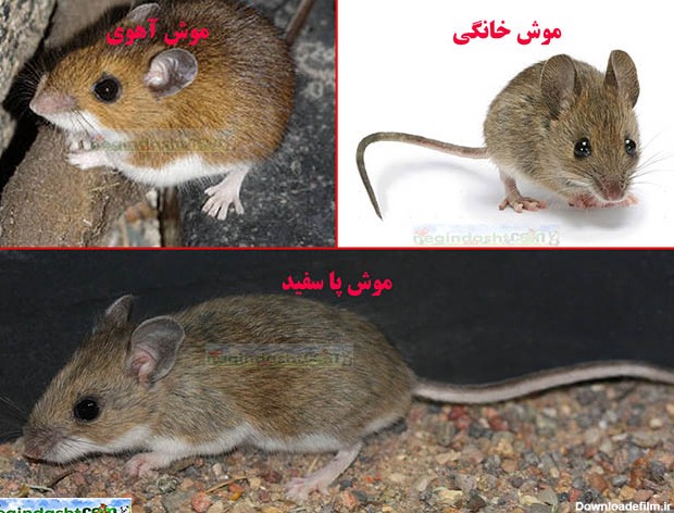 عکس موش خانه