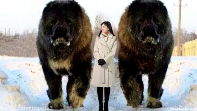 10 سگ غیرعادی بزرگ در سرتاسر جهان!