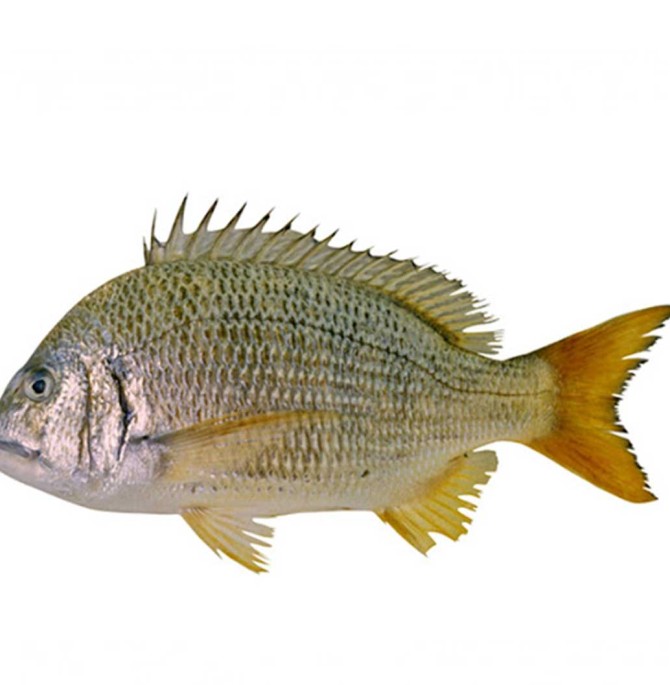 ماهی شانک زرد باله (شوم/دختر ناخدا/شعوم عربي) | فروشگاه ...
