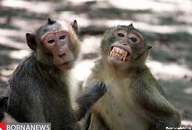 میمون خندان+ عکس