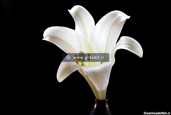 عکس با کیفیت از گل شیپوری در ظرف شیشه ای