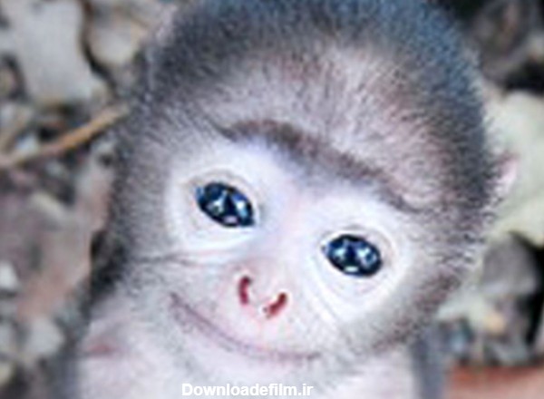 عکس/ بچه میمون چشم‌آبی