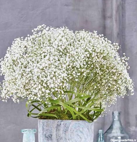 نازبو | بذر گل جیپسوفیلا یا عروس سفید همزادن هلند