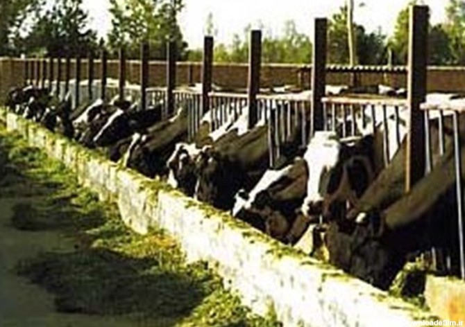 مرکزی| بزرگترین واحد گاو شیری خاورمیانه در زرندیه به بهره ...
