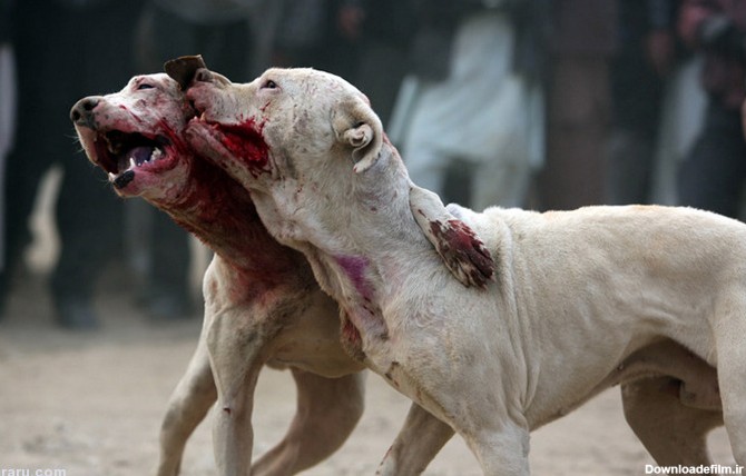 فرارو | (تصاویر) جنگ خونین سگ‌ها؛ تفریح مردم کابل