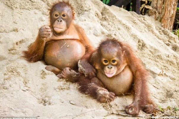 بی خیال ترین بچه میمون های جهان +عکس | سایت انتخاب