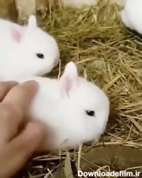 خرگوش های کوچولوی بامزه
