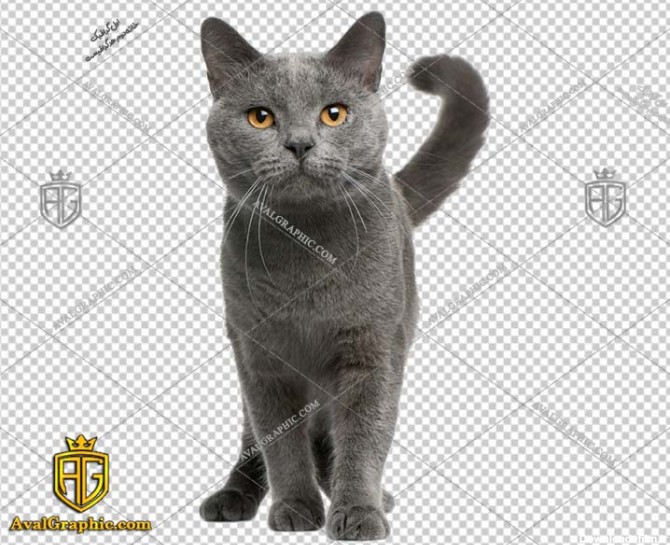 png گربه سیاه پی ان جی گربه , دوربری گربه , عکـس گربه با زمینـه شـفاف, گربه با کیـفیـت و خـاص با فرمـت png