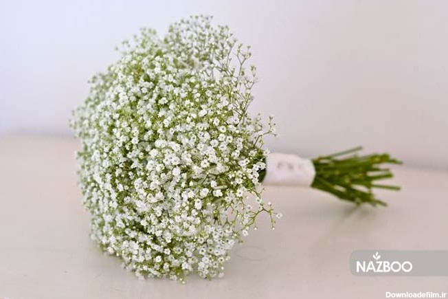 نازبو | بذر گل جیپسوفیلا یا عروس سفید همزادن هلند