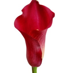 گل شیپوری قرمز | رضوان مرجع خرید تاج گل اینترنتی و آنلاین