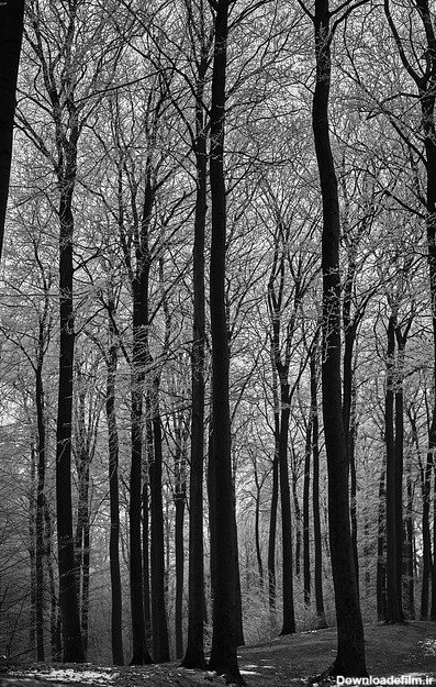 منظره جنگل سیاه و سفید توسط OffiDocs برای