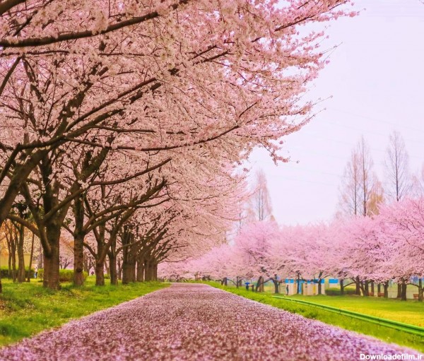 عکس زمینه شکوفه های بهاری درختان گیلاس پس زمینه | والپیپر گرام