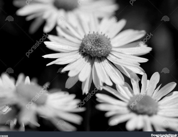گل سیاه و سفید 1236586