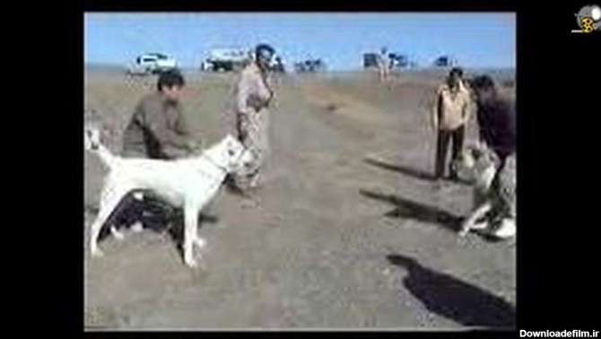 جنگ سگ سرابی و سگ افغانی - فیلو