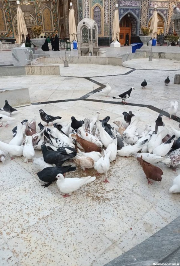 تصاویری از کبوتران حرم امام رضا (ع) بعد از چند روز برفی