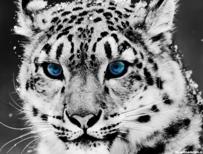 21 عدد تصویر زمینه ببر سفید (Snow Tiger)