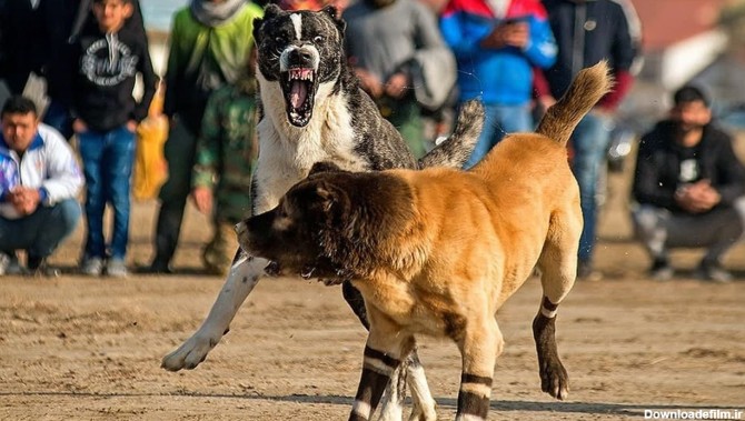 جنگ خونبار سگ‌ها در گلوگاه + تصاویر دلخراش