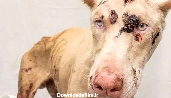 صحنه دردناک از شکنجه یک سگ توسط صاحبش + فیلم / امریکا