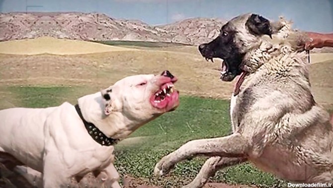 فیلم جدال حیرت انگیز سگ سرابی ایرانی با سگ داگو آرژانتینو !