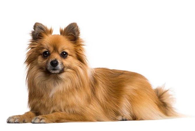مشخصات کامل، قیمت و خرید نژاد سگ ژرمن اشپیتز (German Spitz ...